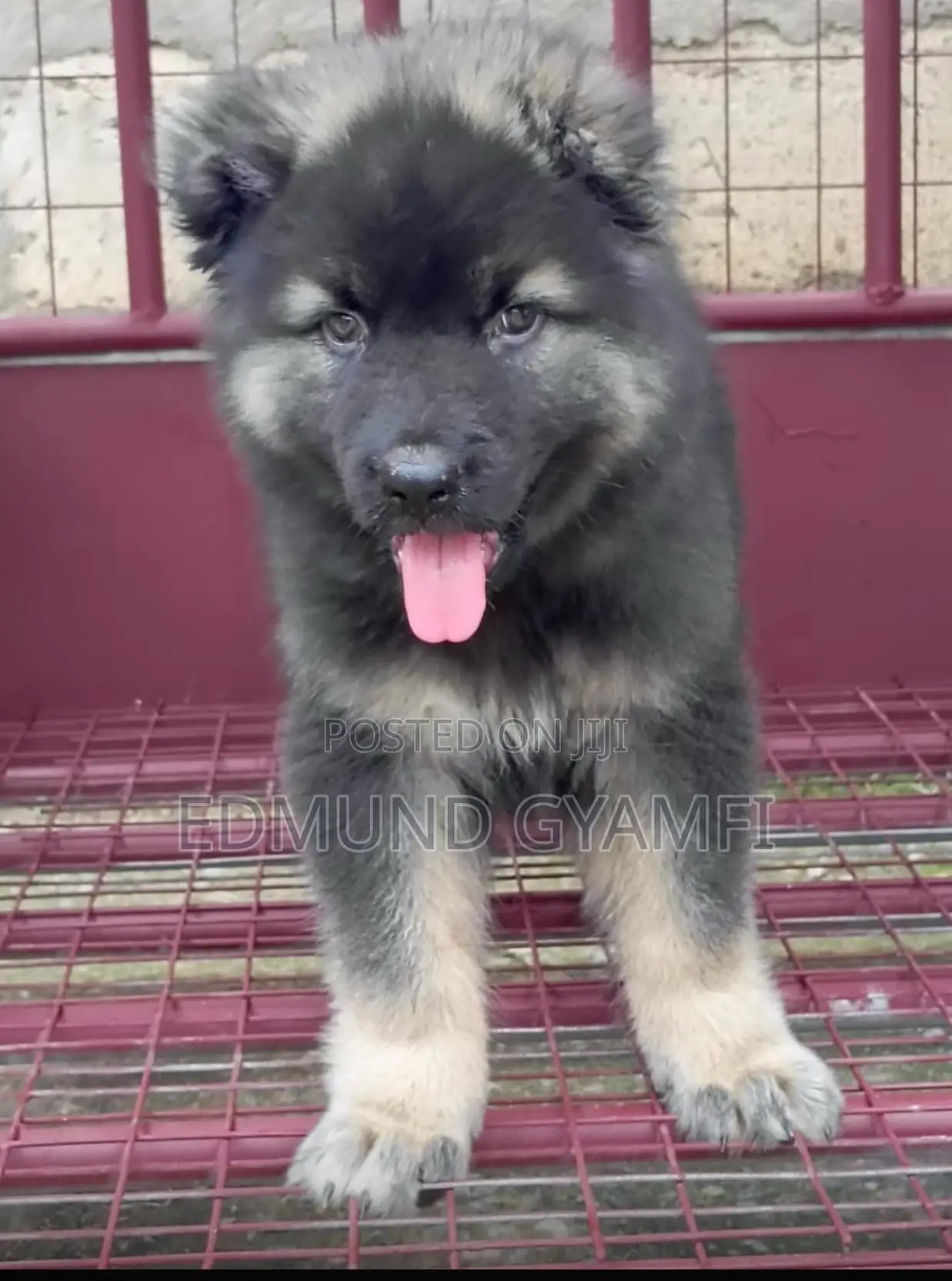 1-3 months Male Purebred Caucasian Shepherd