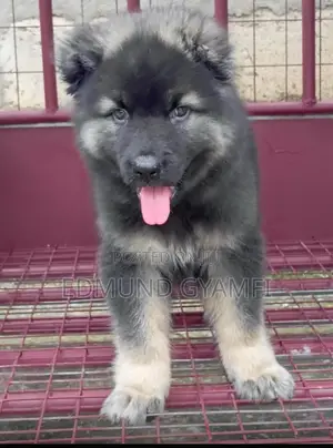 1-3 months Male Purebred Caucasian Shepherd