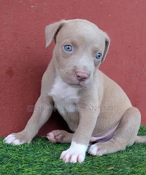 1-3 months Male Purebred American Pit Bull Terrier