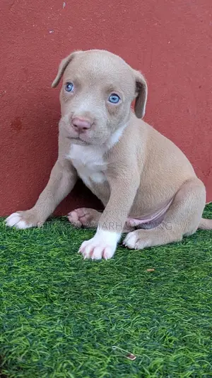 1-3 months Male Purebred American Pit Bull Terrier