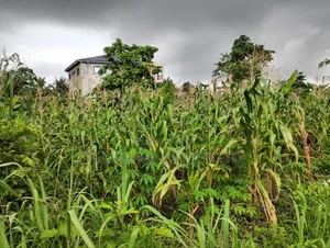 2 Plots Of Land At Aburi For Sale