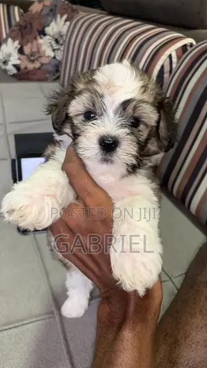 1-3 months Male Mixed Breed Shih Tzu