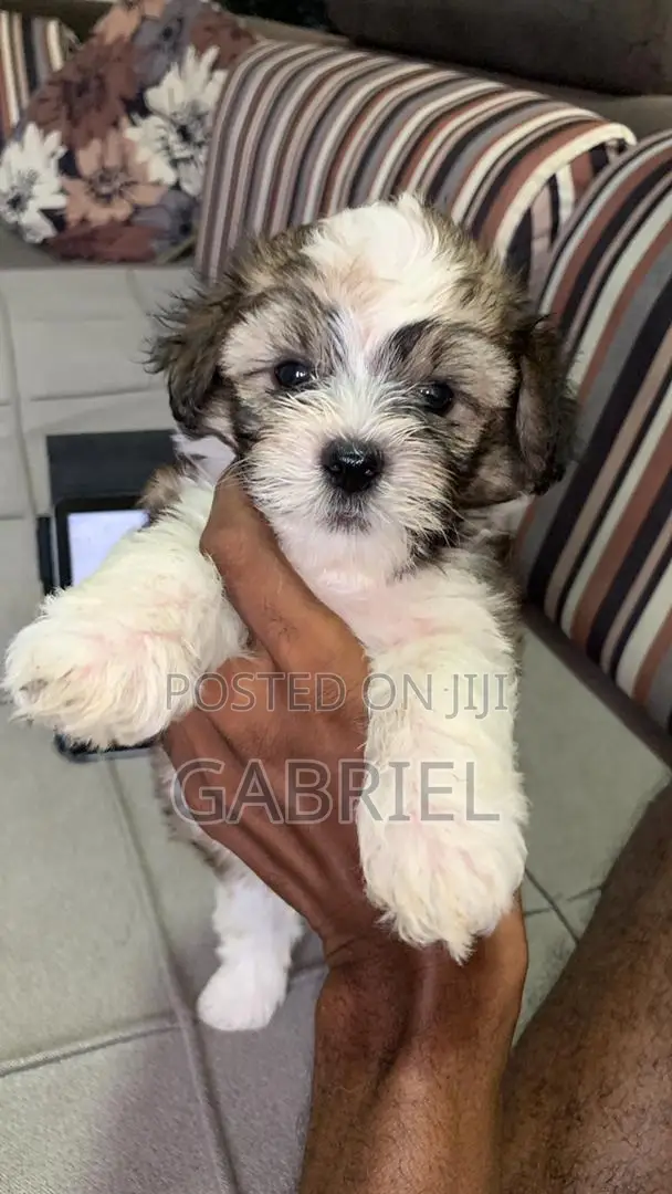 1-3 months Male Mixed Breed Shih Tzu