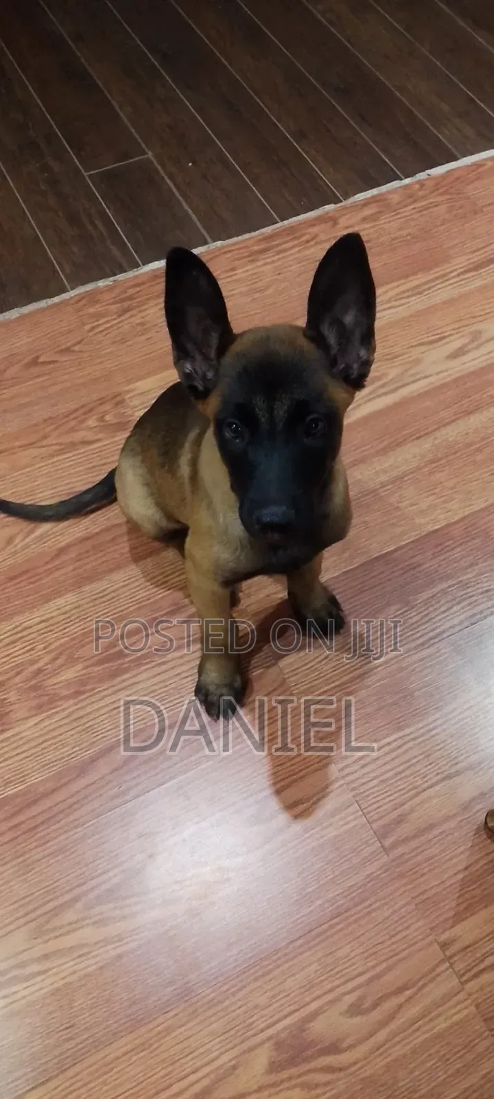 1-3 months Female Purebred Belgian Malinois