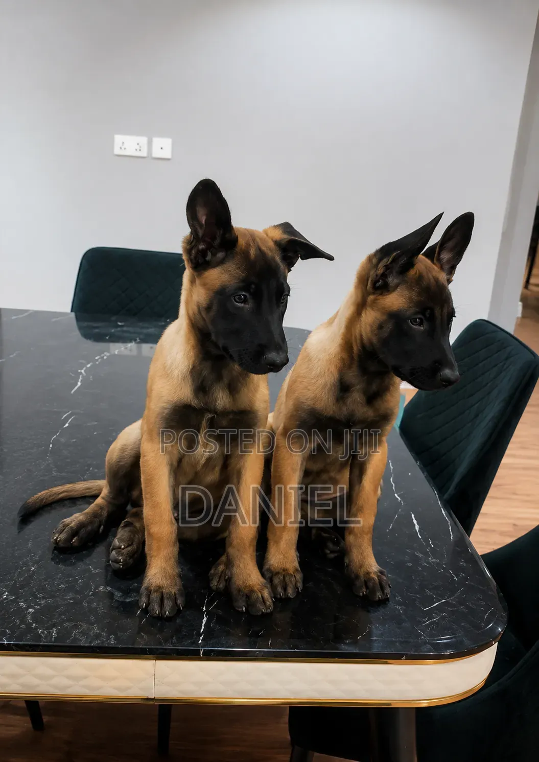 1-3 months Female Purebred Belgian Malinois