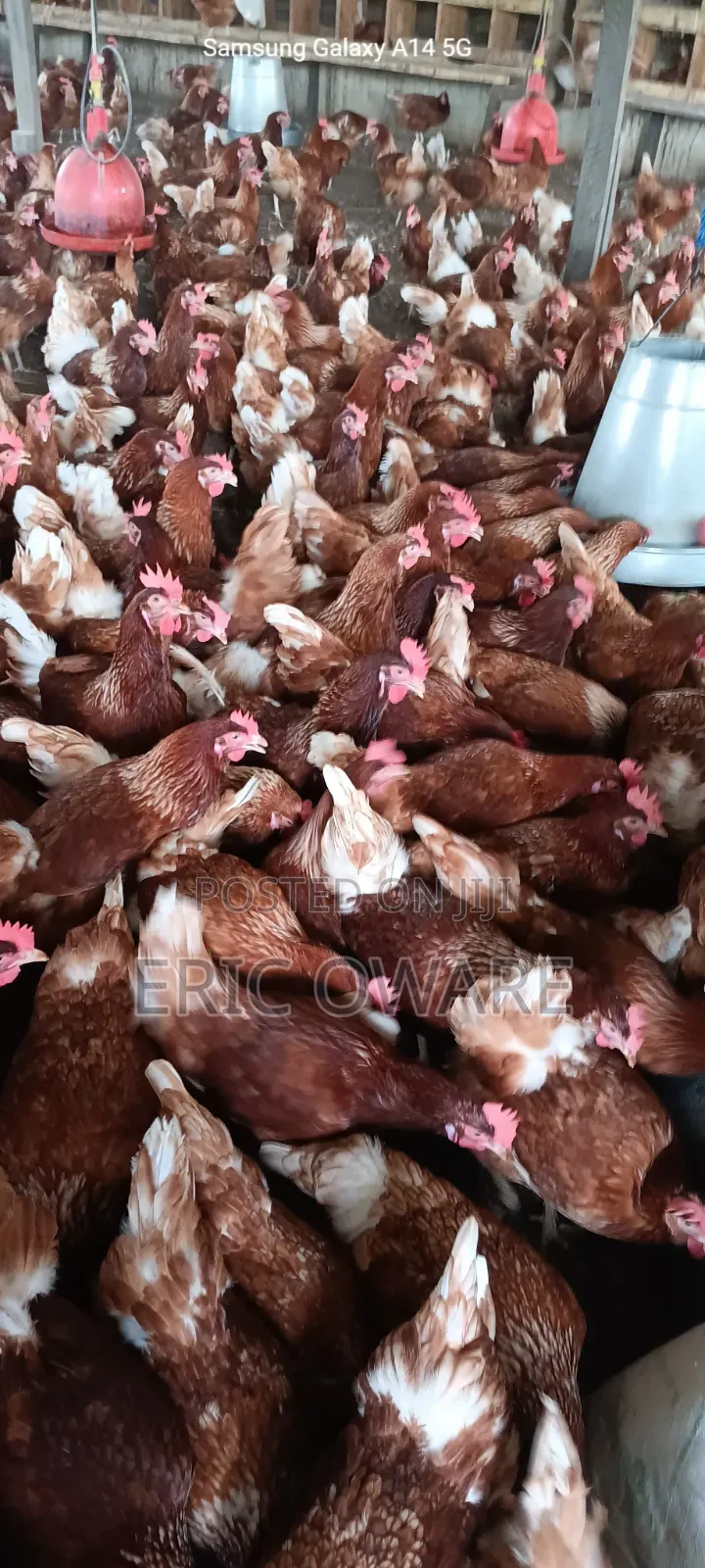 Recruiting Poultry Farm Workers
