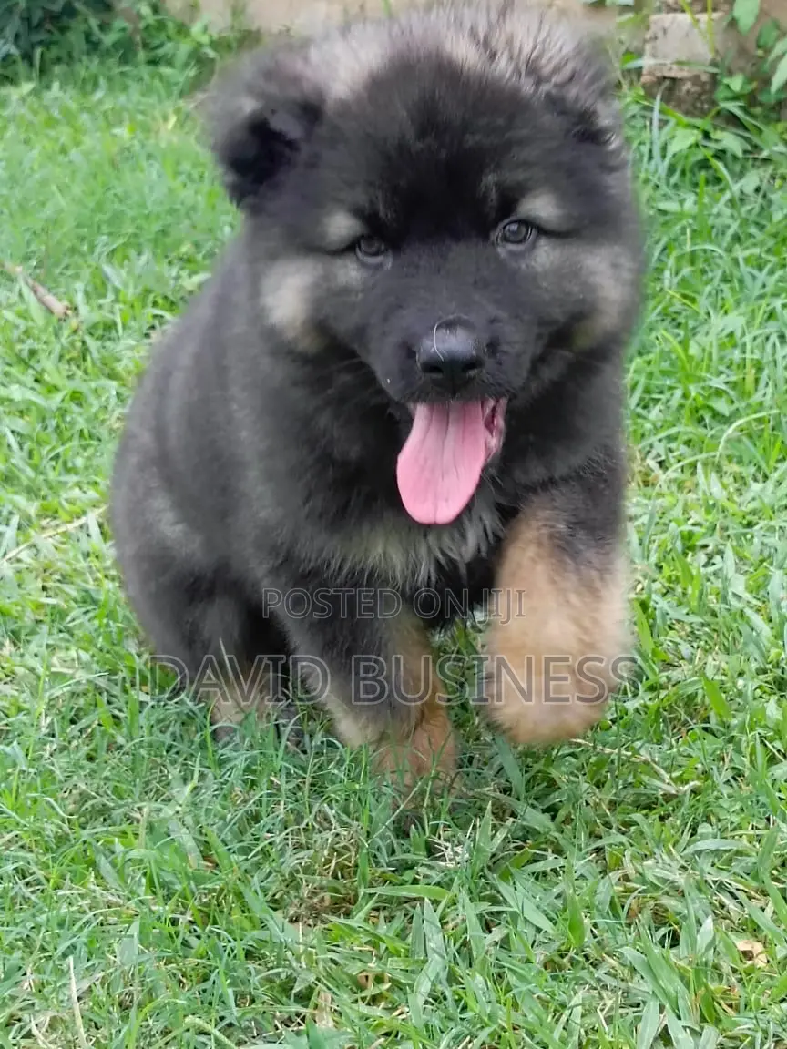 3-6 months Male Mixed Breed Caucasian Shepherd