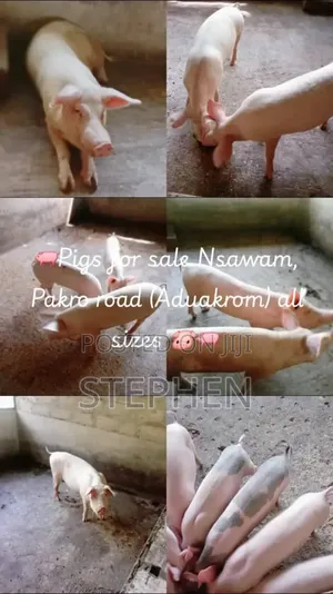 Healthy and Affordable Live Piglets and Adult Pigs for Sale