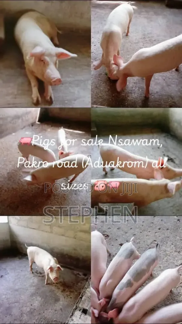 Healthy and Affordable Live Piglets and Adult Pigs for Sale