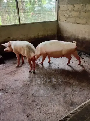 Healthy and Affordable Live Piglets and Adult Pigs for Sale
