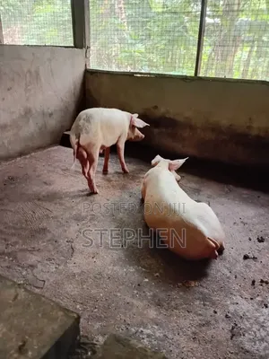 Healthy and Affordable Live Piglets and Adult Pigs for Sale