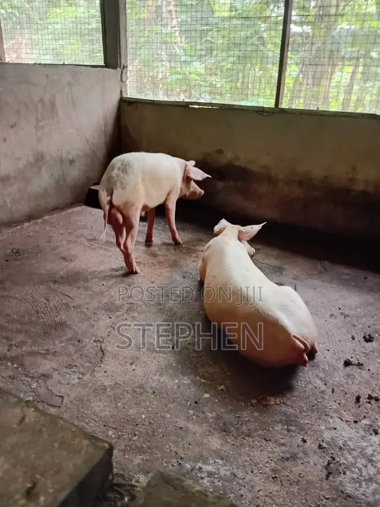 Healthy and Affordable Live Piglets and Adult Pigs for Sale