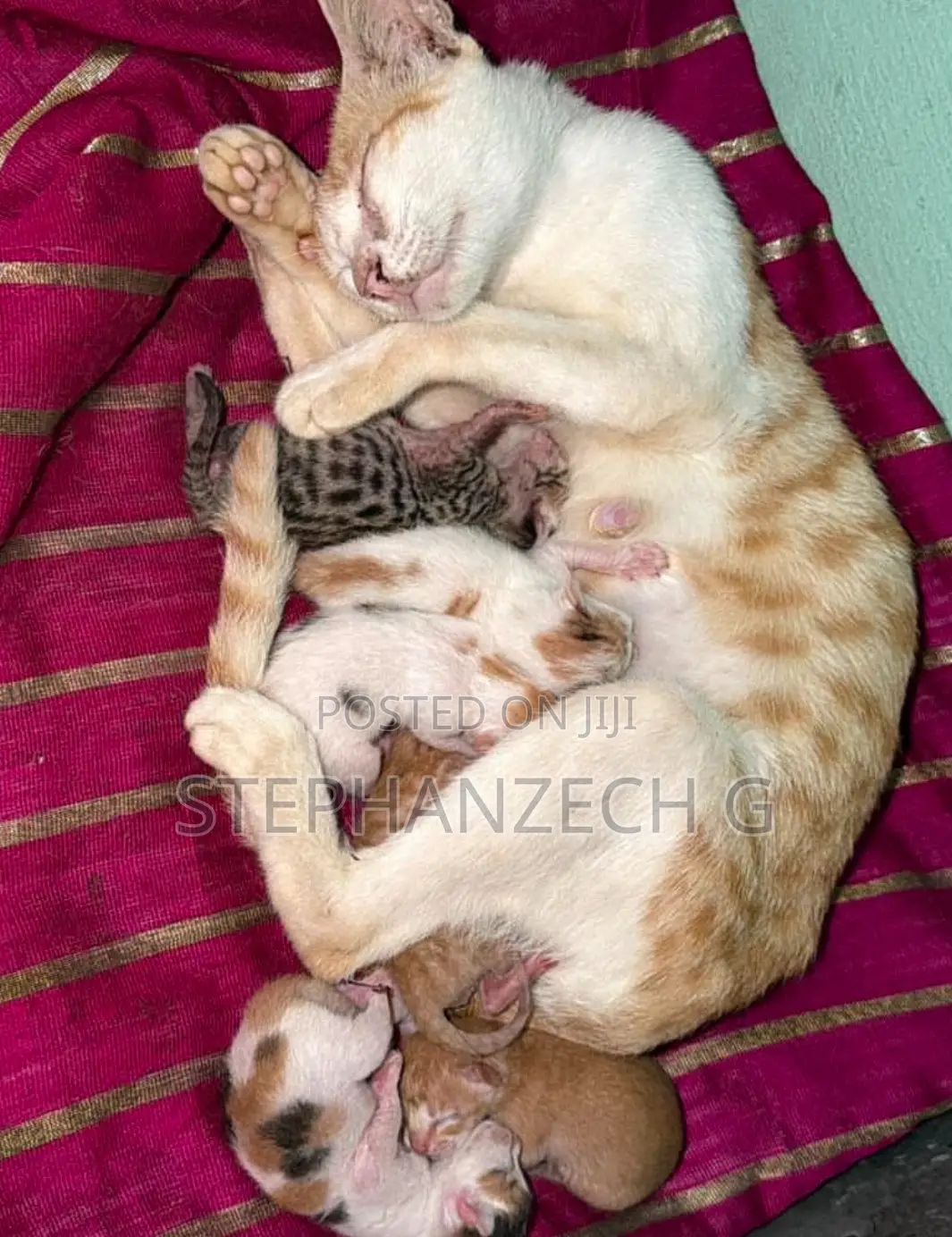 0-1 month Female Mixed Breed Bengal