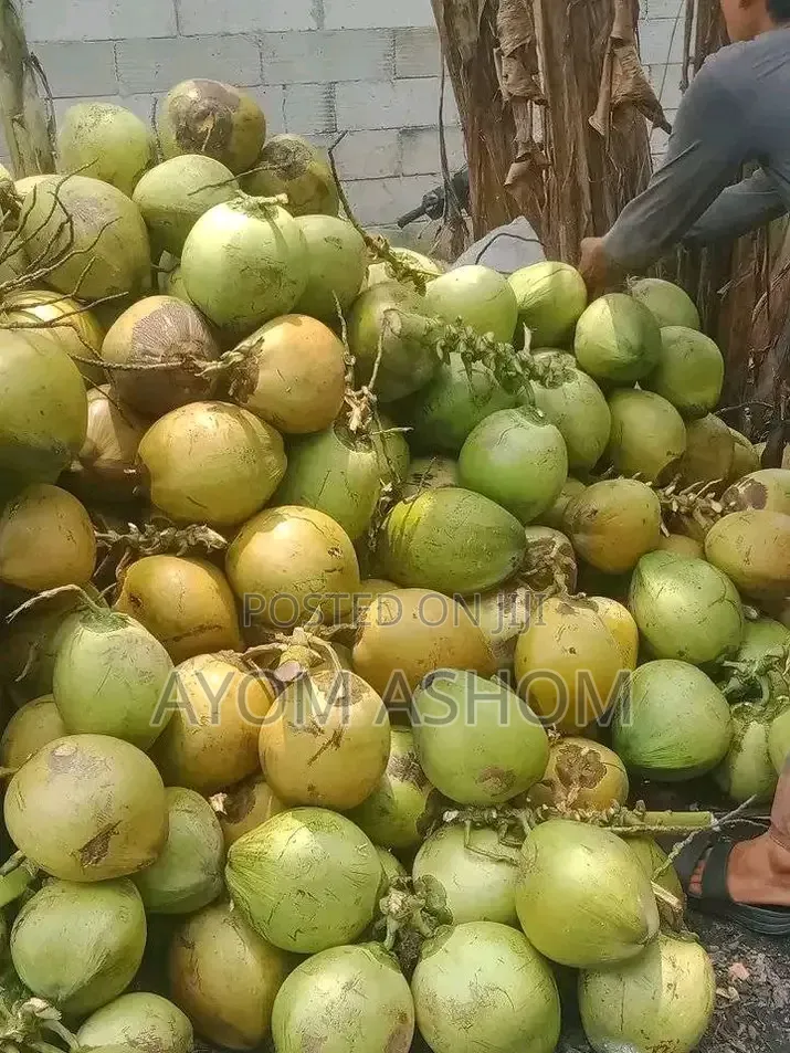 Workers Needed in Adenta Oyarifa Amrahia to Sale Fresh Coconut