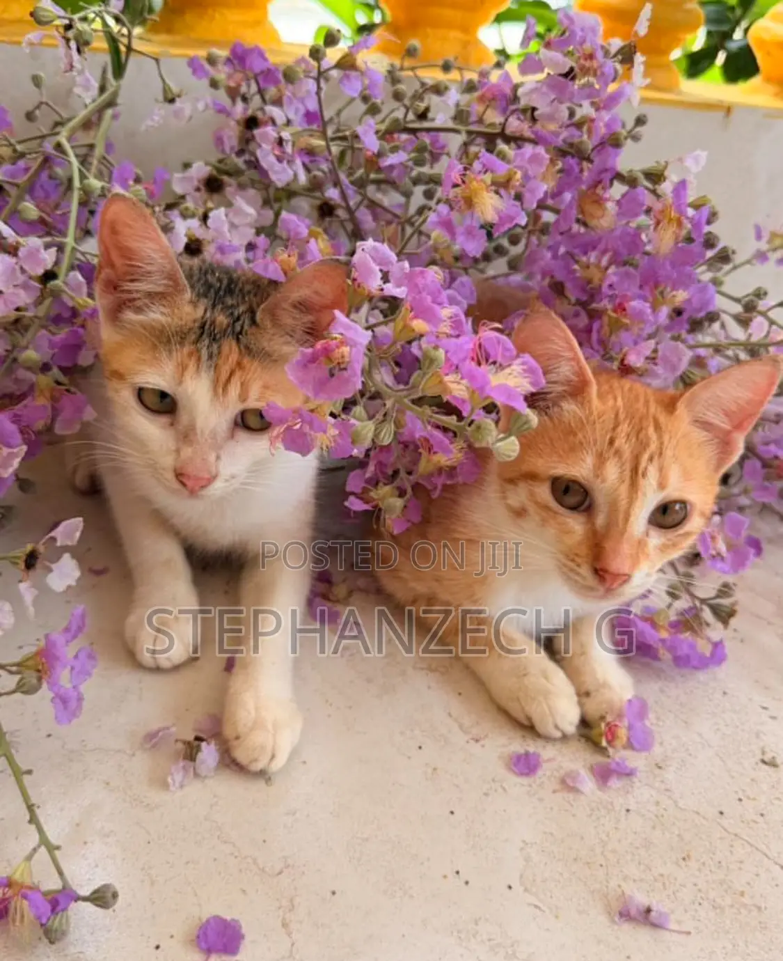 1-3 months Female Mixed Breed Bengal