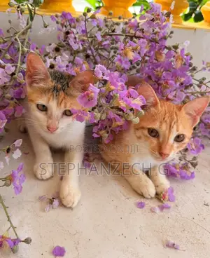 1-3 months Female Mixed Breed Bengal