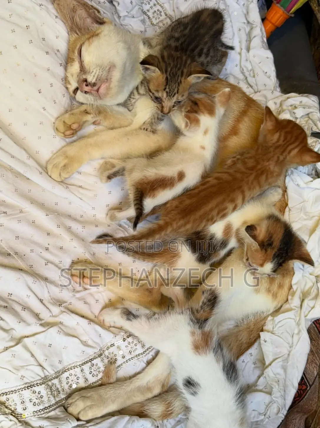 0-1 month Female Mixed Breed Bengal