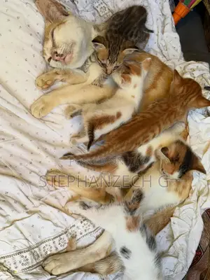 0-1 month Female Mixed Breed Bengal