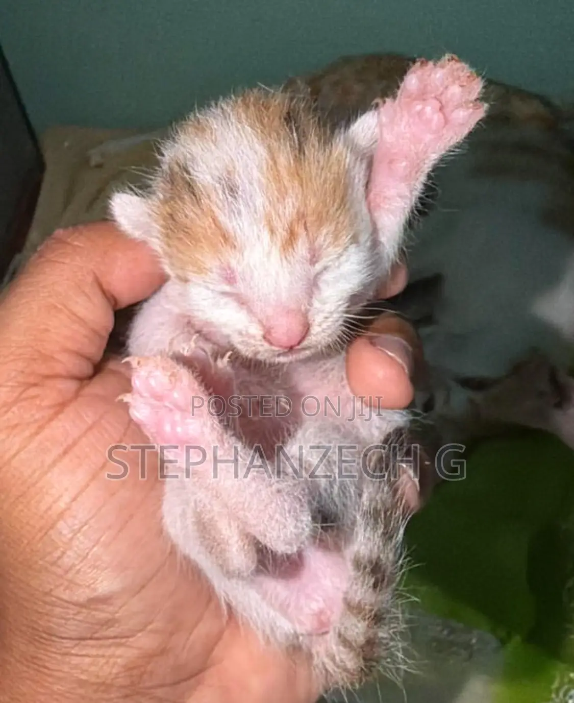 0-1 month Male Mixed Breed Bengal