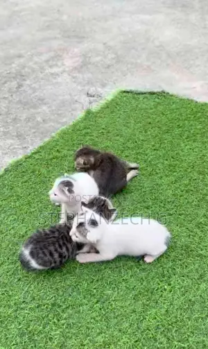 0-1 month Female Purebred Bengal