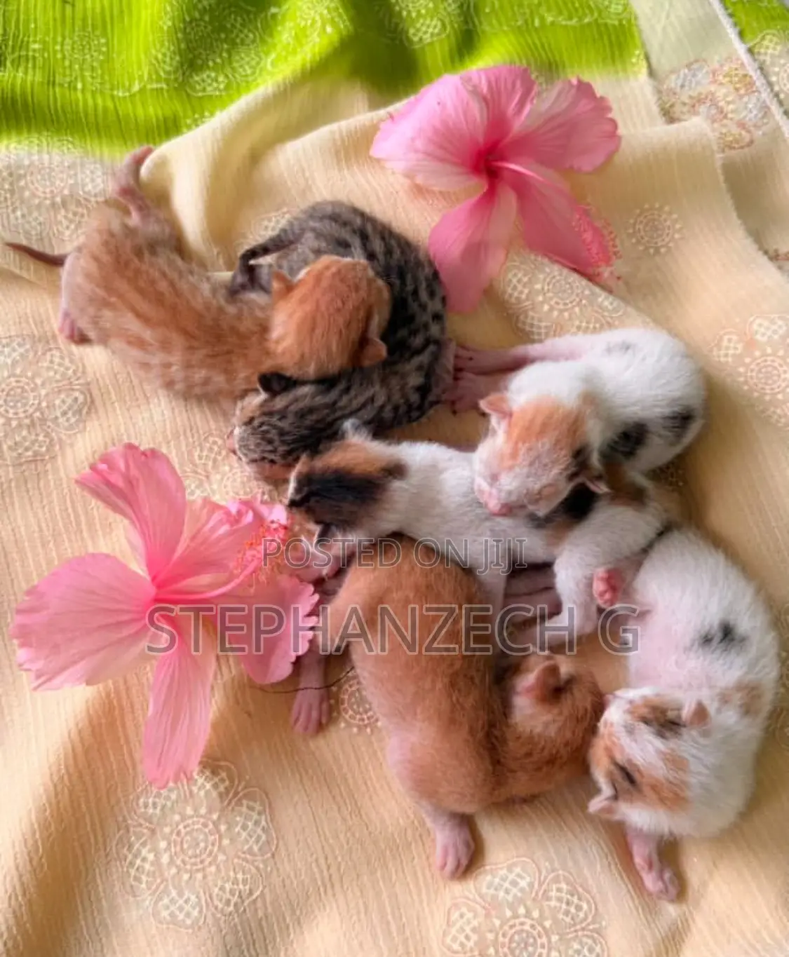 1-3 months Male Purebred Bengal