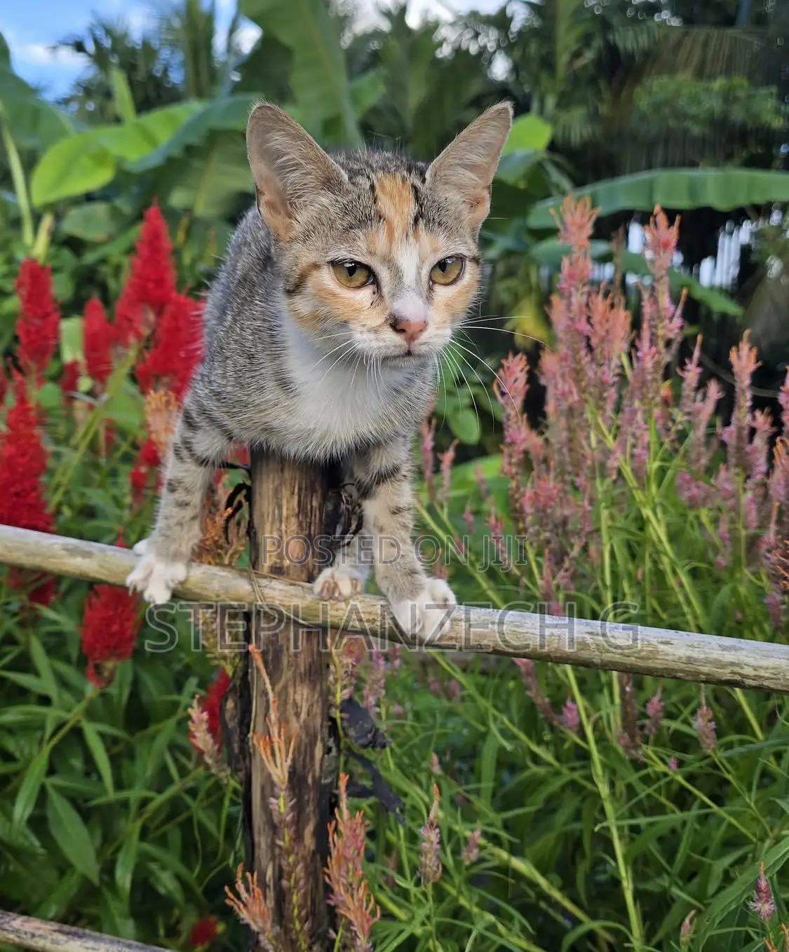 0-1 month Male Mixed Breed Bengal