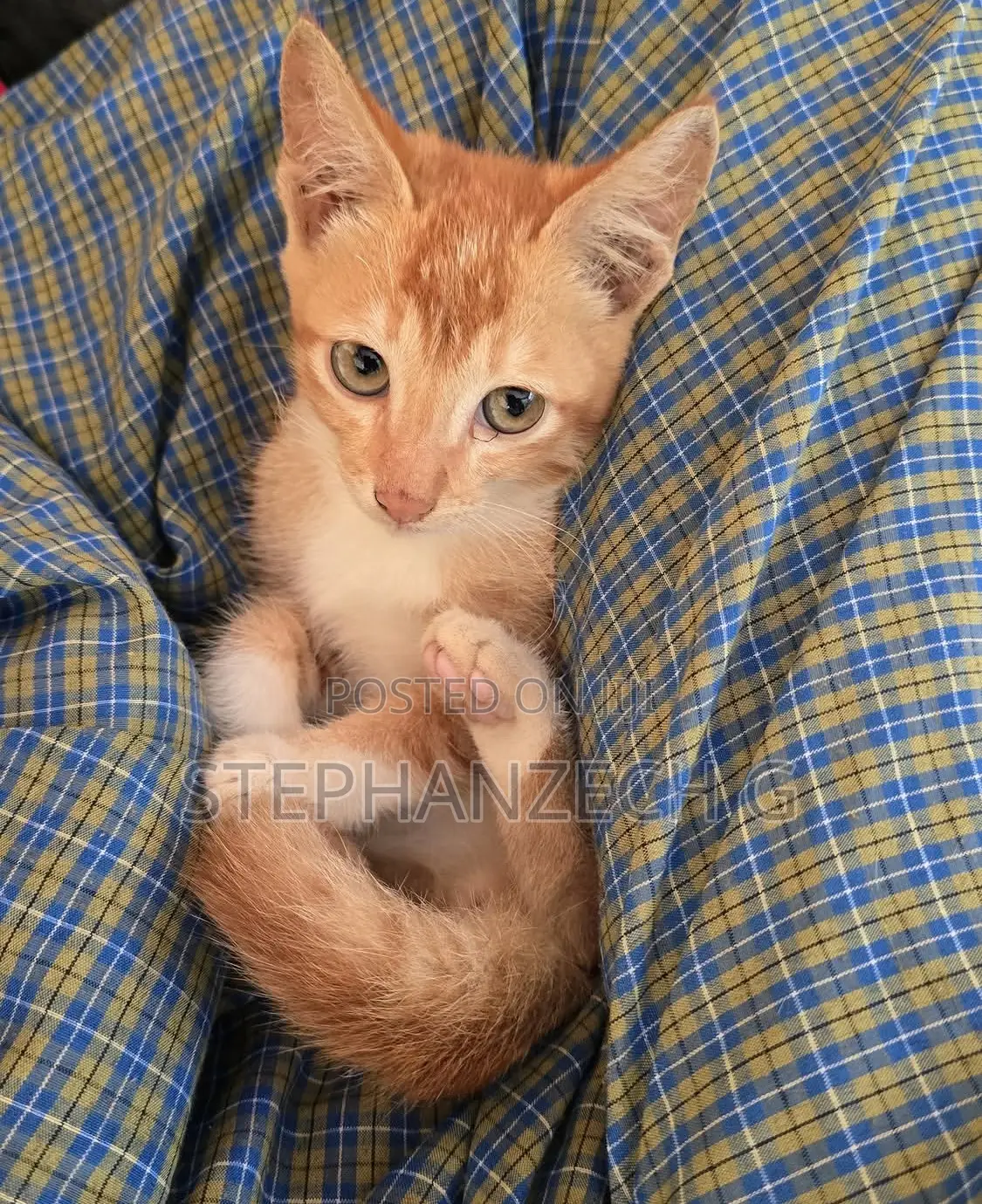 0-1 month Female Mixed Breed Bengal