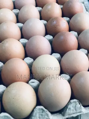 Eggs Rich in Protein