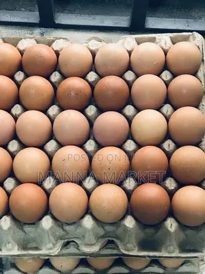 Eggs Rich in Protein