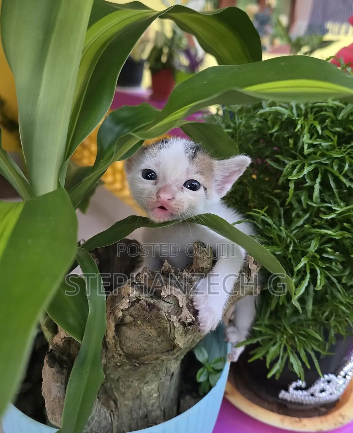0-1 month Male Mixed Breed Bengal
