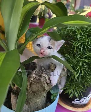 0-1 month Male Mixed Breed Bengal