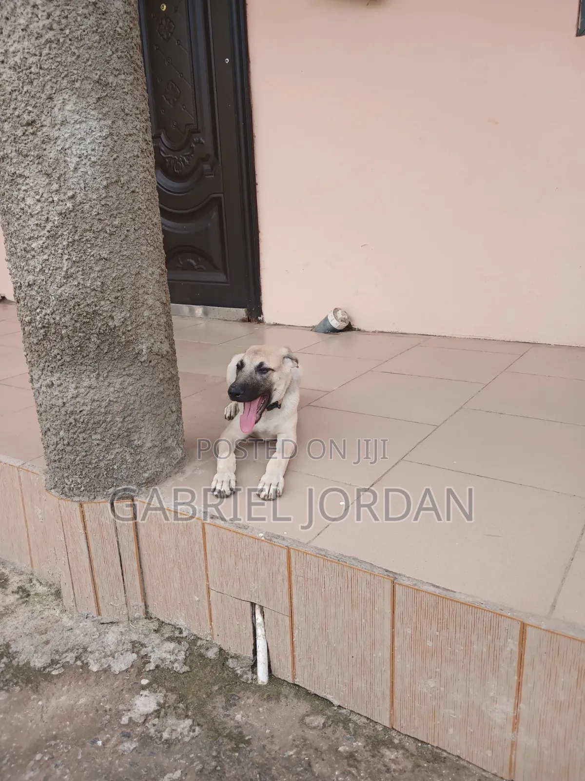 1-3 months Male Mixed Breed Boerboel