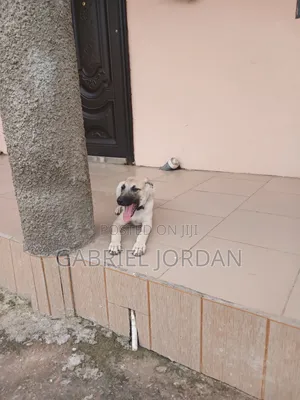 1-3 months Male Mixed Breed Boerboel