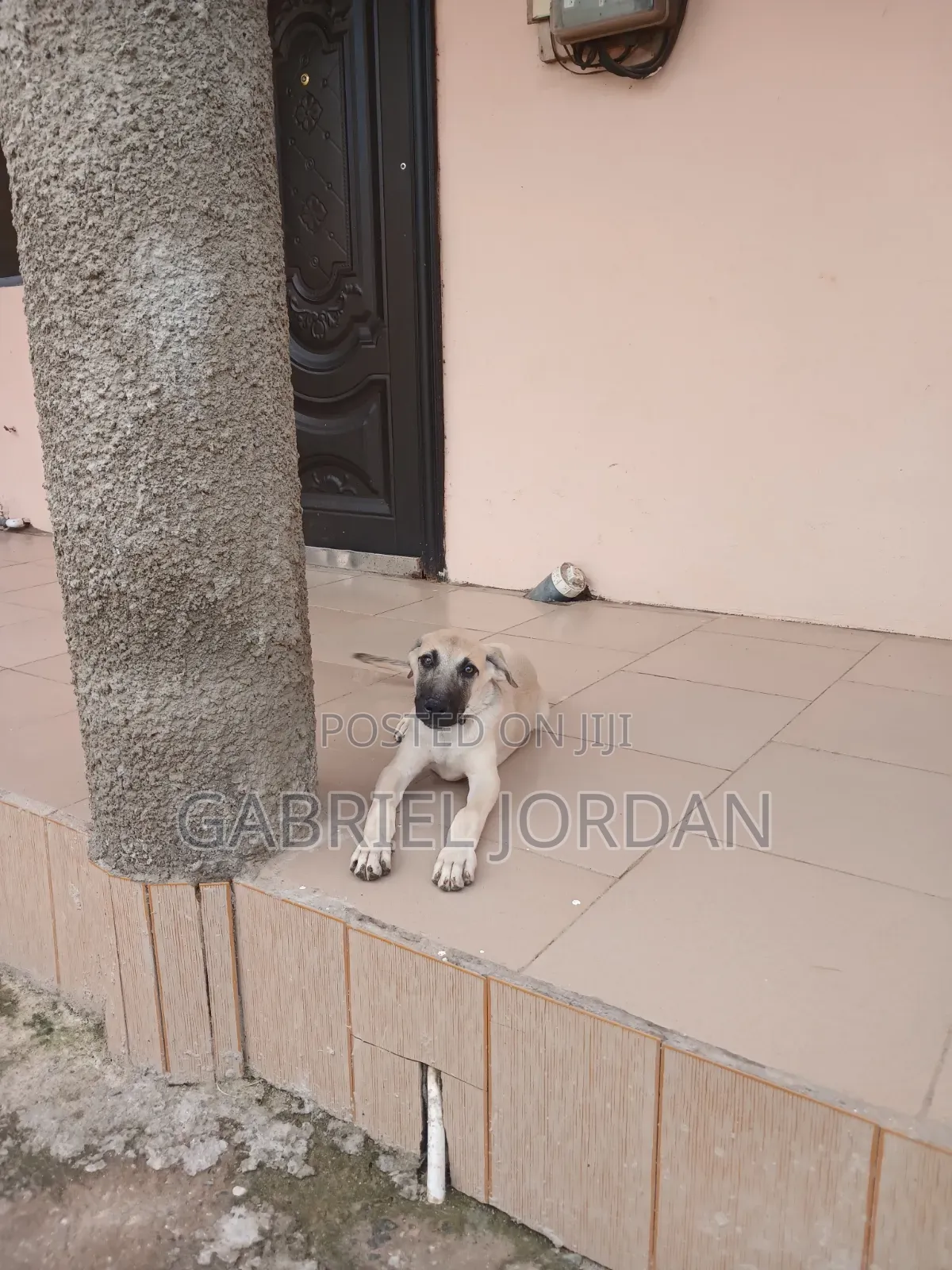 1-3 months Male Mixed Breed Boerboel