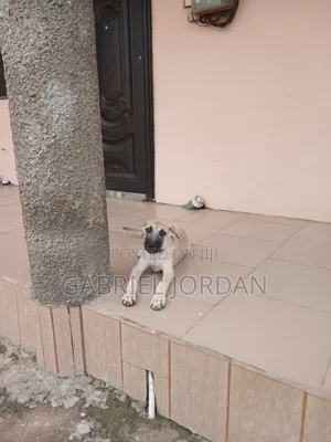 1-3 months Male Mixed Breed Boerboel
