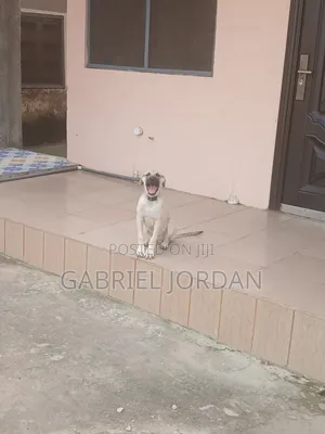 1-3 months Male Mixed Breed Boerboel