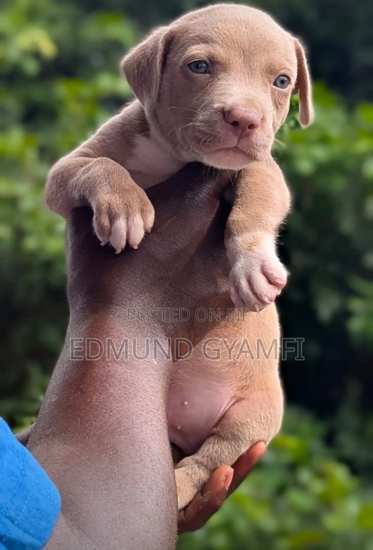 1-3 months Female Purebred American Pit Bull Terrier