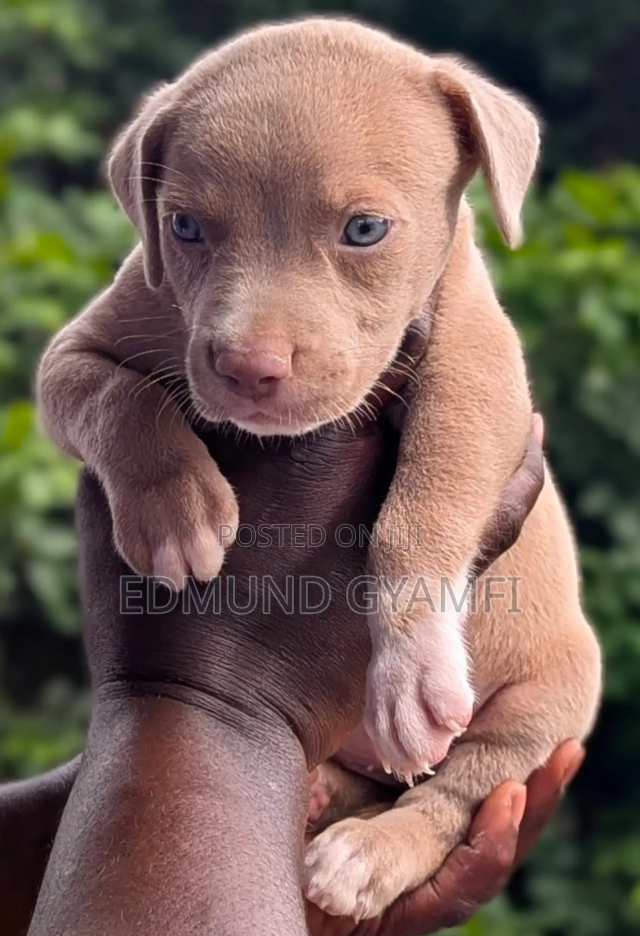 1-3 months Female Purebred American Pit Bull Terrier