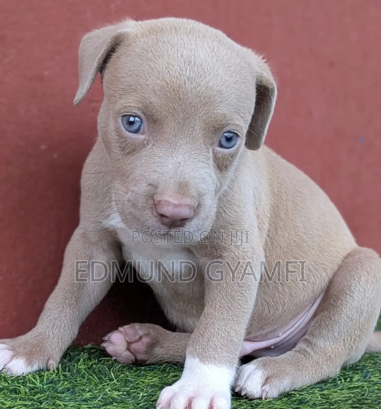 1-3 months Male Purebred American Pit Bull Terrier