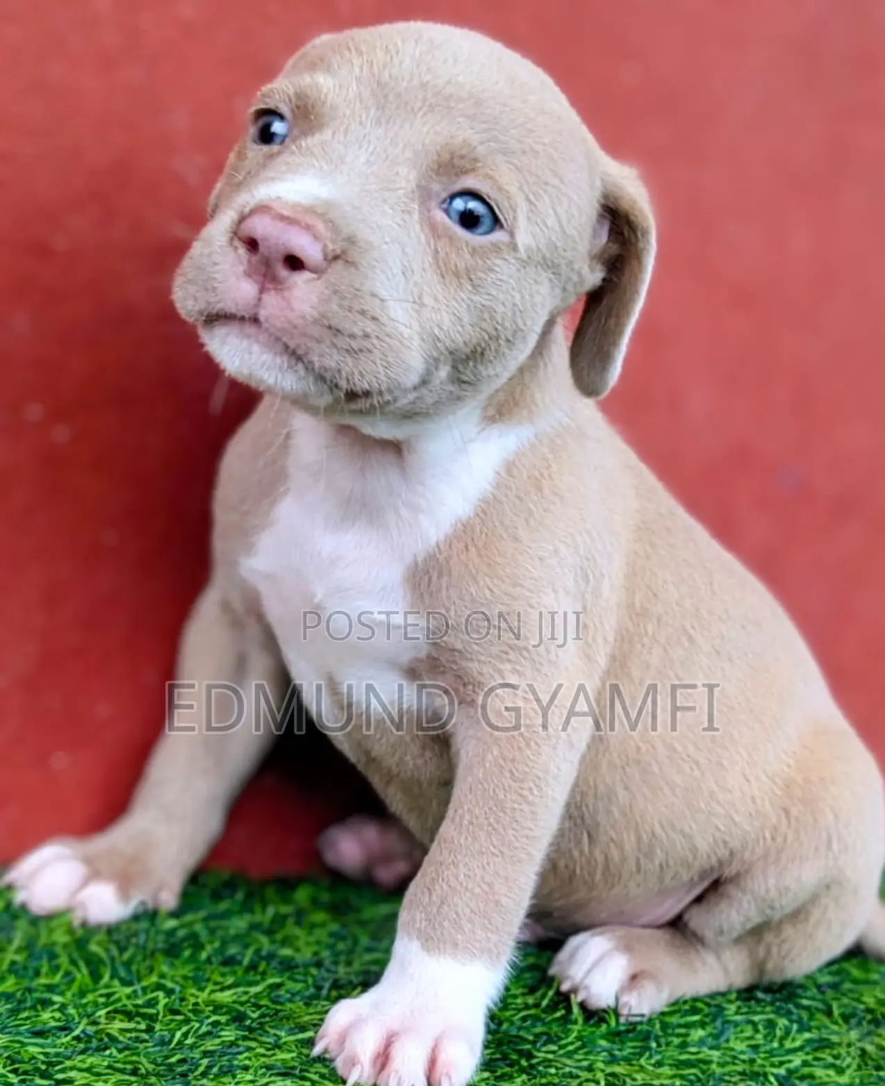 1-3 months Male Purebred American Pit Bull Terrier