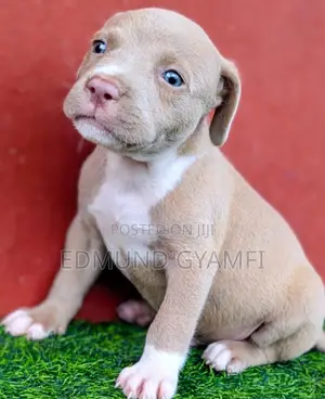 1-3 months Male Purebred American Pit Bull Terrier
