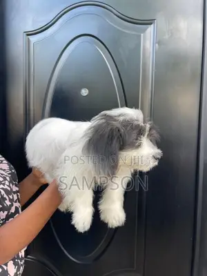 1-3 months Male Mixed Breed Shih Tzu