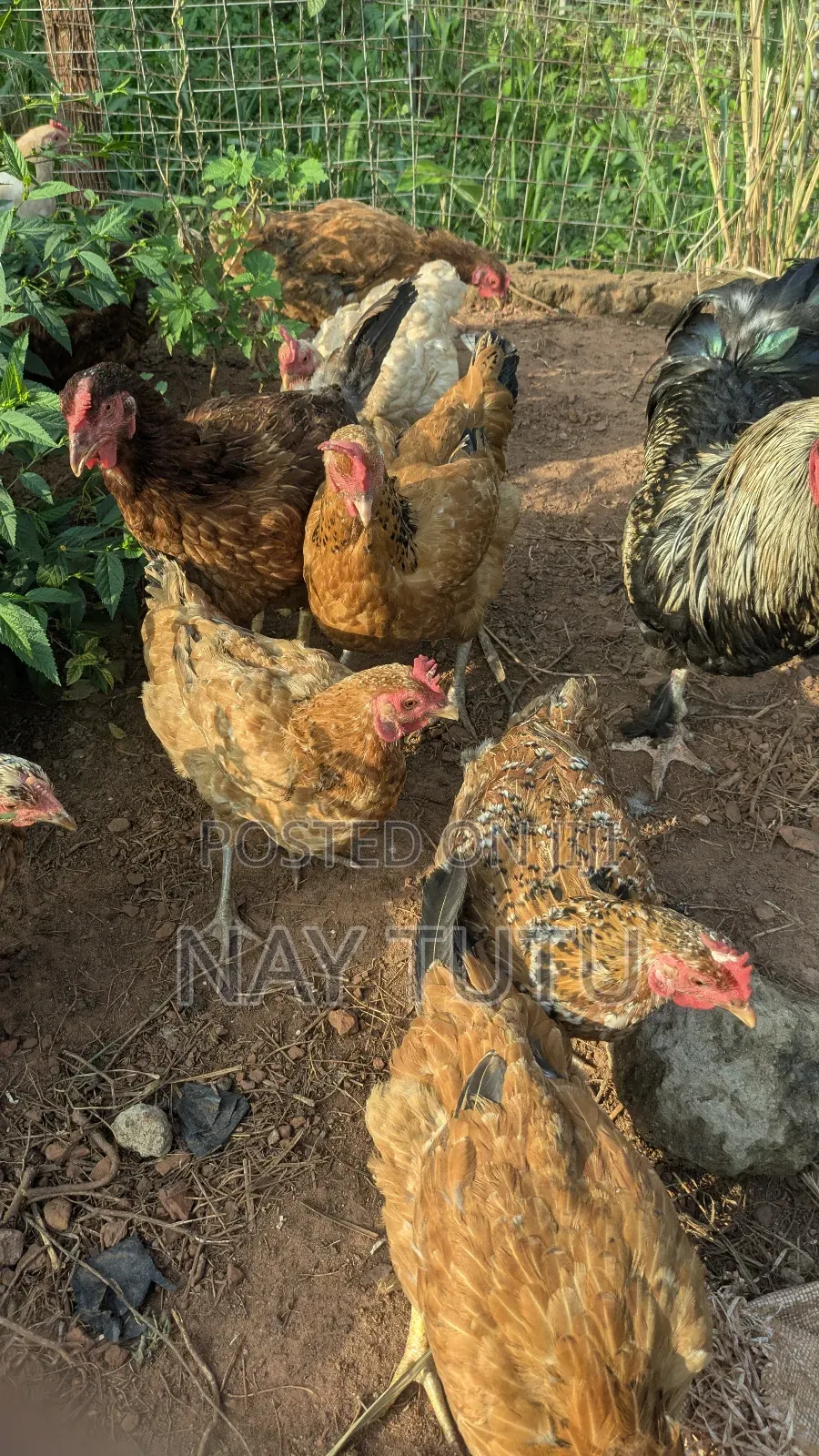 Local Chickens. For Your Enjoyment