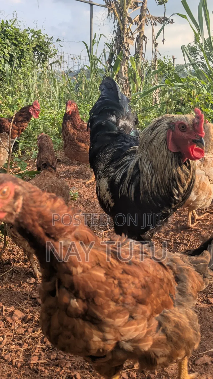 Local Chickens. For Your Enjoyment