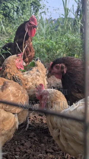 Local Chickens. For Your Enjoyment