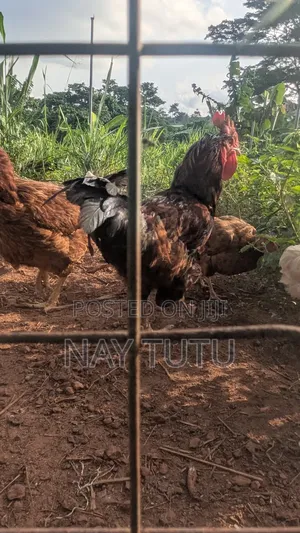 Local Chickens. For Your Enjoyment