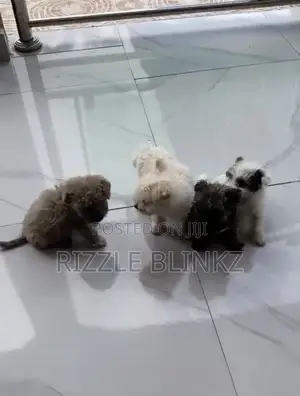 1-3 months Female Purebred Maltese