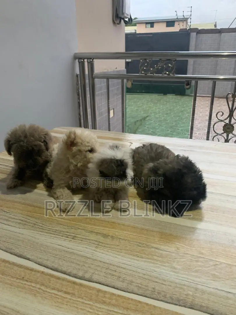 1-3 months Female Purebred Maltese