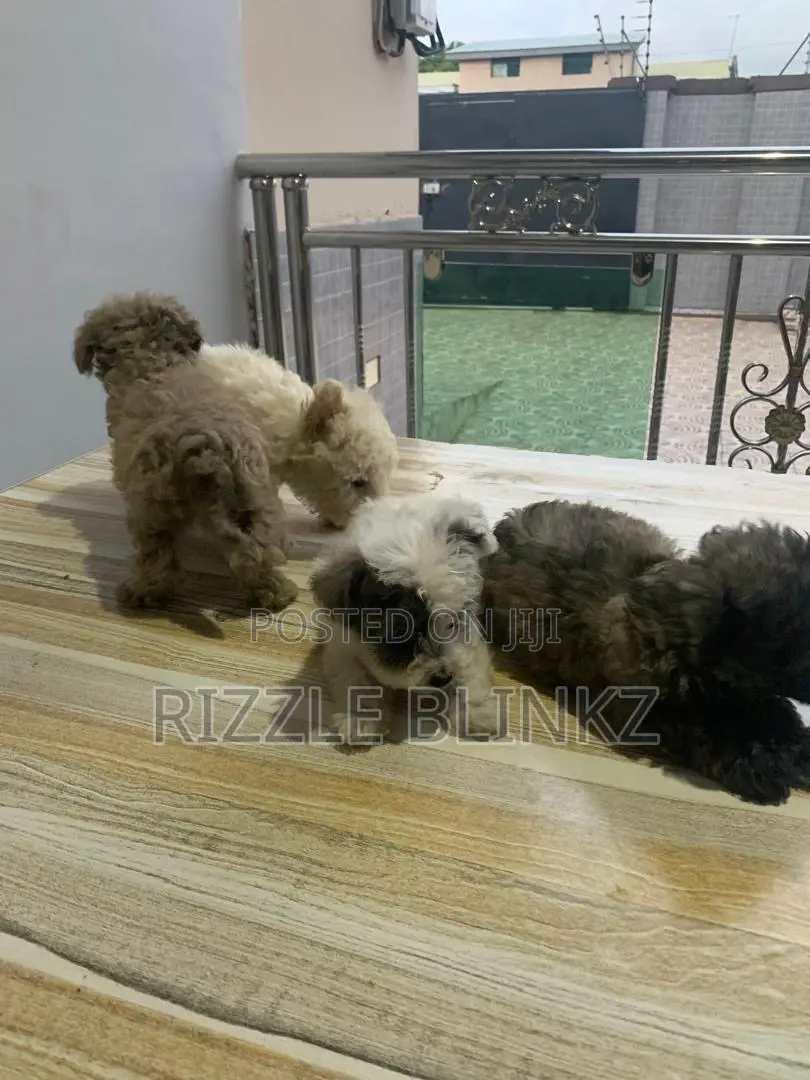 1-3 months Female Purebred Maltese