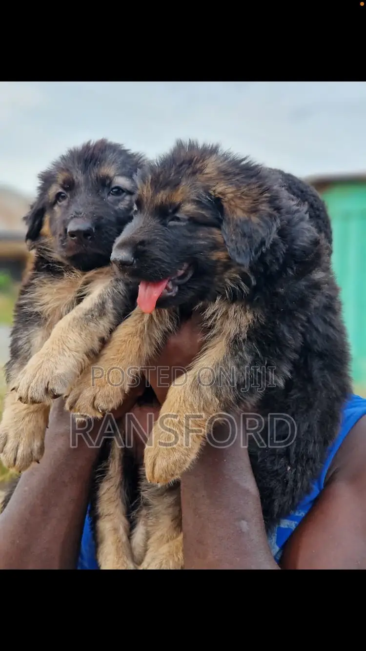 1-3 months Female Purebred German Shepherd